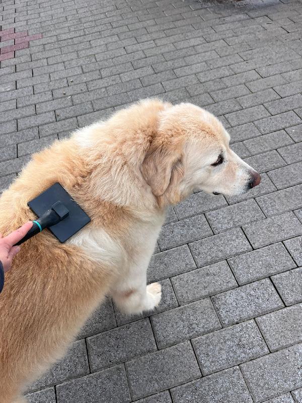 SALOMONE CERCA FAMIGLIA Foto 3